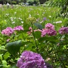 【松戸の名刹　本土寺】あじさいと菖蒲で２倍の見ごろ