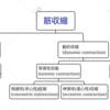 筋肉の収縮様式