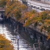 京急　大岡川　１１月の桜   　その４