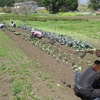 今週の野菜