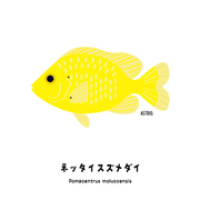 黄色いボディーのネッタイスズメダイさん Marine Life Log