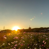 奈良県のコスモス撮影スポット。藤原京跡と法起寺の夕日を撮影。