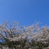 Part 1　桜満開の村松公園に行ってきました