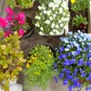 花盛り