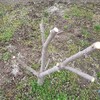 あの柿の木CUTで、不幸になる？