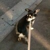まろにー380日目