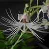 Habenaria hybrid