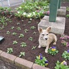 今日の花壇