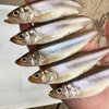 今週の三河湖ボート🐟今週は寒波再び❄️春よ来い🌸