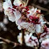 2026年4月1日　撮影散歩で上尾市上平へ