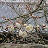 成田山新勝寺の梅が咲いていました。