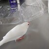 シナモン文鳥