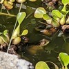 わが家のメダカ池に絶滅危惧種が！