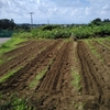 19/10/3　帷子川の畑　大根　播種　にんにく　植付け準備