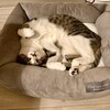 【キャットタワー】これがおすすめ