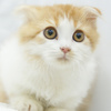 宮城県ペット子猫｜スコティッシュフォールド展示中/名取市