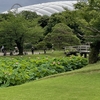 2023年7月15日(土)、朝の小石川後楽園で観蓮