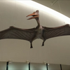 【古生物紹介】プテラノドン(Pteranodon)