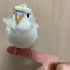 我が家のインコとの馴れ初め