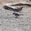 シロハラヒタキ(White-breasted Robin)