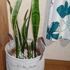 観葉植物を飾った