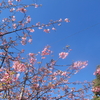 箱根の桜