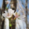 秋に咲く桜