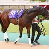 ２日未明に香港・シャティン競馬場へ到着しています。☆ピクシーナイト