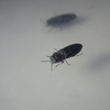 珍しいフチトリヒメヒラタタマムシがたくさん見つかる（解明求む）