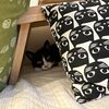 ひとりでいたいくろちゃん