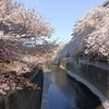 【コーヒーブレイク】都内屈指の花見の名所（中目黒）と大学イベント（入学式、卒50年）に参加。