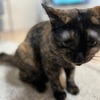 しゃんたしゃんへ。