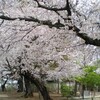 川越の桜（4月5日）