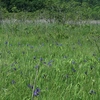 湿原のカキツバタ