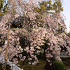 今宮さんの桜