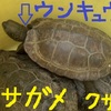 亀の多頭飼いで出る糞便、カボチャの肥料として活用します。