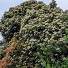 家の近くのカナメモチの花