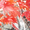 11月の慈雲寺の行事