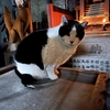 せっかくすり寄ったのに…