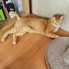 猫が床に落ちる現象頻発の我が家