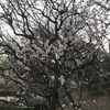 ３月１１日の桜