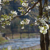 武田尾・桜の園（3）