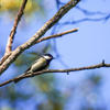 探鳥会 武蔵嵐山（野鳥の会 埼玉）