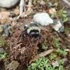地面を舐めるマルハナバチ