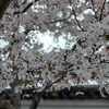 春は気持ちいい、桜の季節