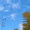 3月2日足立区都市農業公園カラスさんぽ