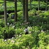 京都「三室戸寺」紫陽花・蓮　2025