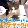 8月1日の動画