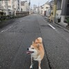 今日は朝散歩のお誘いがなかったうめちゃん🐕️