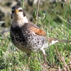 春の田んぼの常連鳥（ツグミ、ヒバリ＆キジバト）